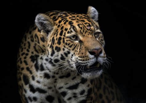 Jaguar mascot garb